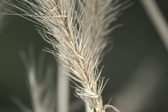 Elymus glabriflorus