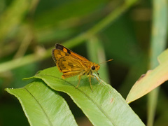 Taractrocera archias