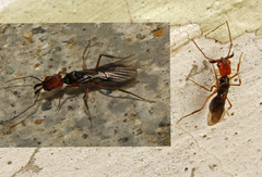 Odontomachus erythrocephalus