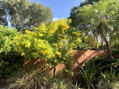 Tecoma stans