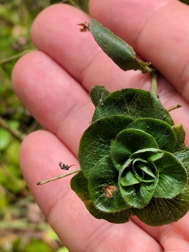Willow Rose Gall Midge