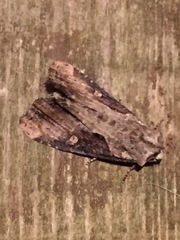 Lateroligia ophiogramma