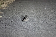 Caprimulgus affinis stictomus