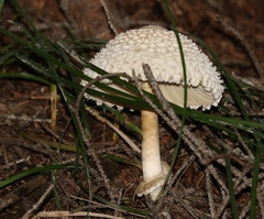 Leucoagaricus nympharum