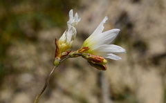 Ixia brunneobractea