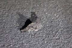 Caprimulgus affinis stictomus