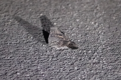 Caprimulgus affinis stictomus