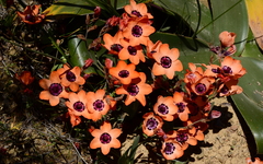Sparaxis elegans