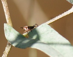 Euthycera