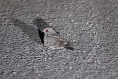 Caprimulgus affinis stictomus