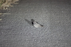 Caprimulgus affinis stictomus