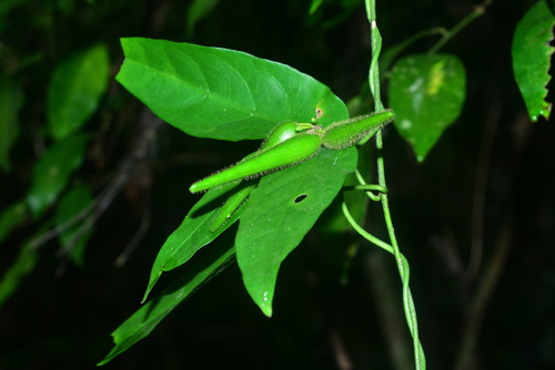 Marsdenia tinctoria iNat (2)