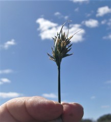 Carex capensis