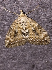 Thera contractata