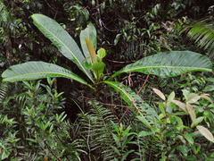 Campnosperma auriculatum