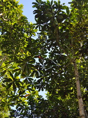 Campnosperma auriculatum