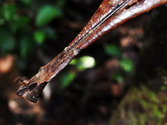 Campnosperma auriculatum