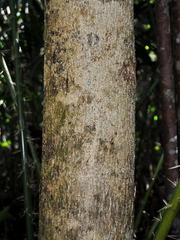 Campnosperma auriculatum