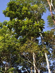 Campnosperma auriculatum