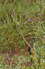 Epipactis atrorubens