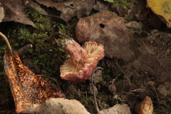 Lactarius lilacinus