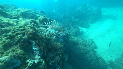 Pterois russelii