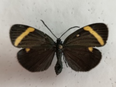 Pidorus