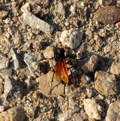 Calopompilus pyrrhomelas