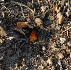 Calopompilus pyrrhomelas