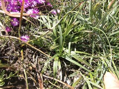 Carex capensis