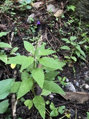 Lysimachia decurrens