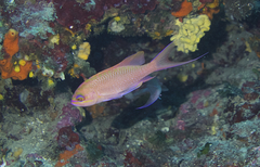 Anthias anthias