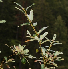 Salix appendiculata
