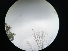 Haemorhous purpureus