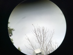 Haemorhous purpureus