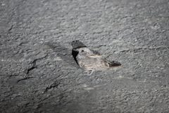 Caprimulgus affinis stictomus