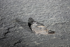 Caprimulgus affinis stictomus