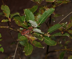 Salix appendiculata