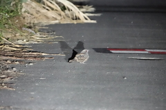 Caprimulgus affinis stictomus