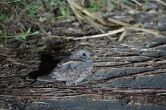 Caprimulgus affinis stictomus