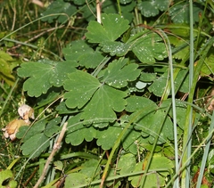 Aquilegia atrata