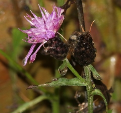 Centaurea nigrescens transalpina