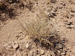 Artemisia mendozana