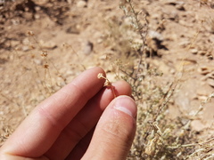 Artemisia mendozana