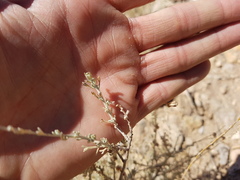 Artemisia mendozana
