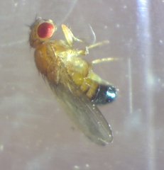 Drosophila melanogaster