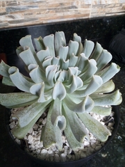 Echeveria runyonii