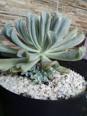 Echeveria runyonii