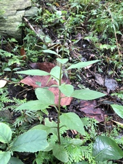 Lysimachia decurrens