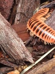 Apheloriini